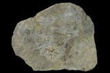 Three Crinoids (Aorocrinus & Dichocrinus) Fossils - Iowa #136526-1